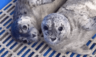 Sleepy Cuddle GIF by Marine Mammal Rescue