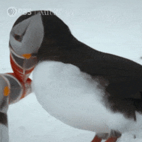 Pbs Nature Penguins GIF by Nature on PBS