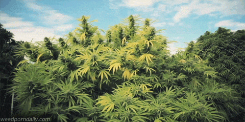 smoke weed