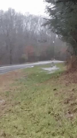 GIF by WSBTV