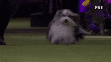 Westminster Dog Show 2020 GIF by Westminster Kennel Club