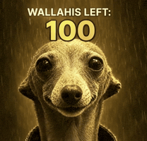 Dog Wallahi GIF