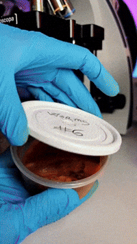 V2 Parasites vs Parasite Formula