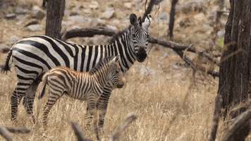 Tanzania Yzexperts GIF by Yellow Zebra Safaris