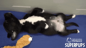 Annenberg PetSpace GIF