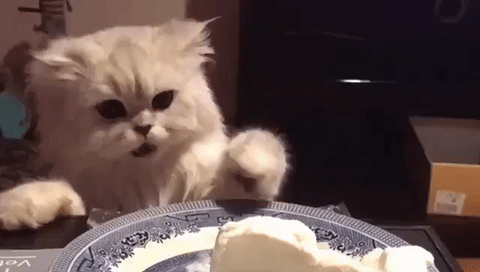 Download Cat Eating Cake Gif | PNG & GIF BASE