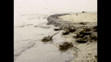 Horseshoe Crabs GIF