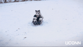 Snow Winter GIF by UConn