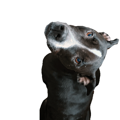 Pitbull Hello Sticker for iOS & Android GIPHY