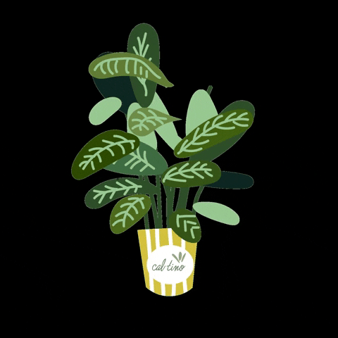 Plant Growth GIF by Cal Tino Garden