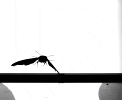 science flight research insect slow motion GIF