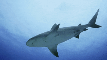 WeAreWater ocean shark predator bull shark GIF
