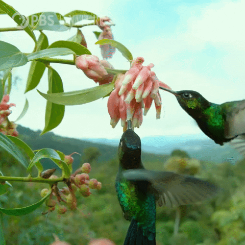 Pbs Nature Bird GIF by Nature on PBS