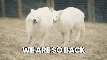 Wolf Wolves GIF by Colossal