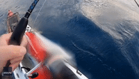 'That's a Big Shark!' Kayaker Loses His Catch to Shark off Gold Coast