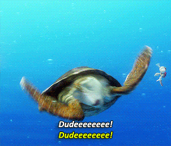 sea turtle dude GIF