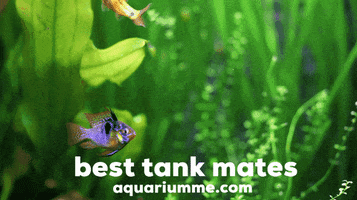 AquariumMe community fish tank aquarium GIF