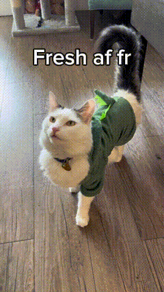 Cat GIF