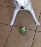Dog Brocolli GIF Dog Brocolli GIF
