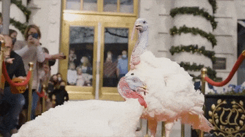 White House Thanksgiving GIF by Storyful