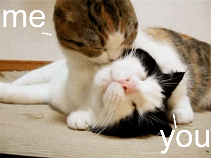 Cat Loves You Gifs Get The Best Gif On Giphy