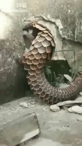 Pangolin Gifs Get The Best Gif On Giphy