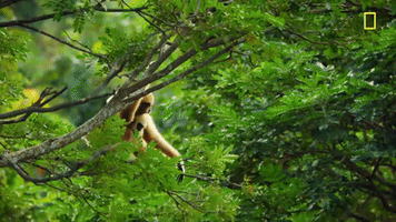 nat geo monkey GIF by National Geographic Channel