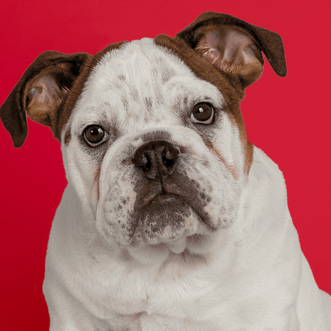 English Bulldog Hello GIF by Gardner-Webb University