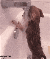 Dog Bath GIFs - Find & Share on GIPHY