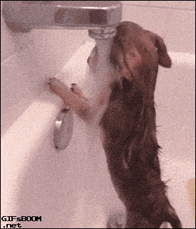 Giphy - Sad Dog GIF