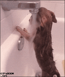 sad dog GIF