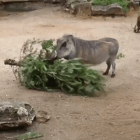 Warthog Demolishes Tree During Christmas Party