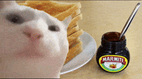MarmiteOfficial-marmite-cat-vibing-love-it-or-hate-MxAGWdkQlQdFZbLRTA