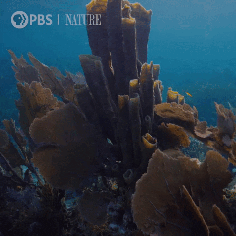 Explore Coral Reef GIF by Nature on PBS