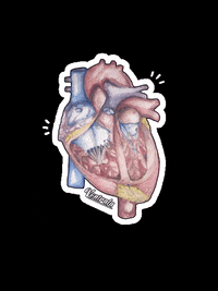 22+ Anatomi Jantung Gif