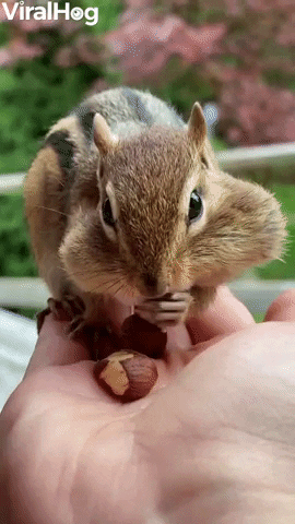 Backyard Chipmunk Eats From The Hand GIF by ViralHog
