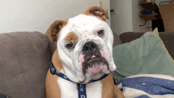 Excuse Me Dog GIF by Butler University
