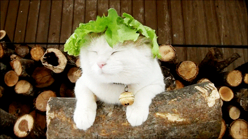 happy cat GIF