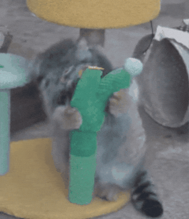 Cute Cat GIF