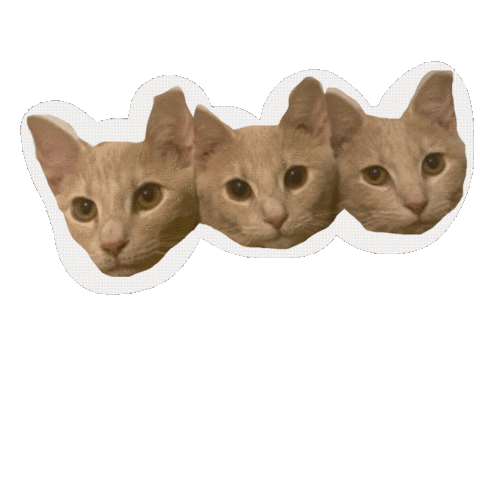 Cats Adopt Sticker