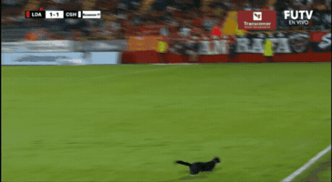 GIF by TD Más