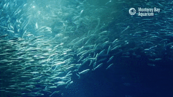 Open Sea Ocean GIF by Monterey Bay Aquarium