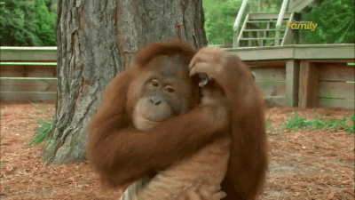 orangutan animal friendship GIF
