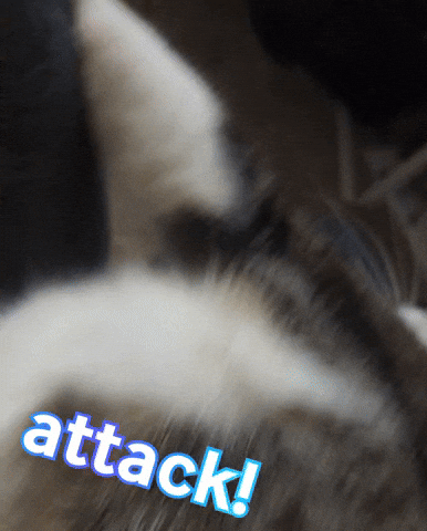Cat Nom GIF