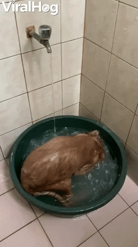 Doggy Turns Bath Into Swimming Pool GIF by ViralHog