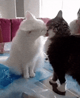 cats loving GIF cats loving GIF