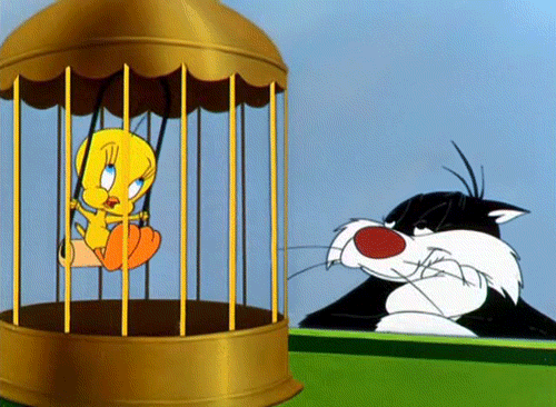 Tweety Bird GIF - Find & Share on GIPHY