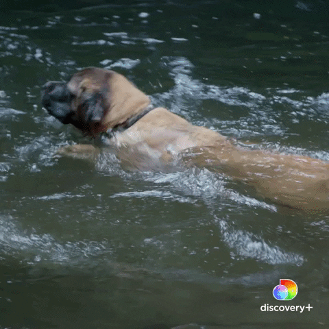 Dogs Swimming GIF by Animal Planet