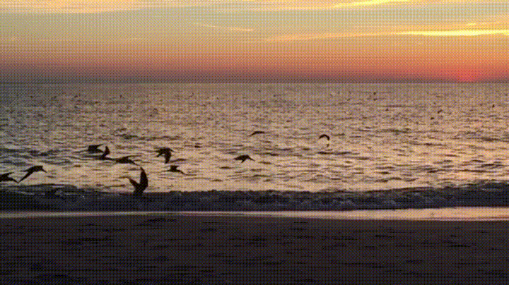 sunset birds GIF
