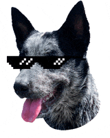 Thug Zeedog GIF by Tornado - Blue Heeler